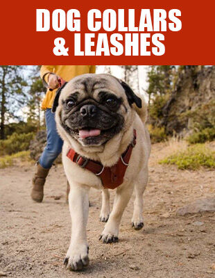 Dog Collars and Leashes